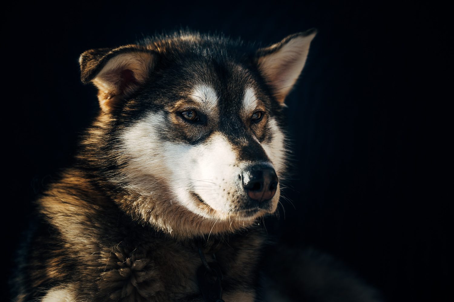 An Alaskan husky in side light against a black background