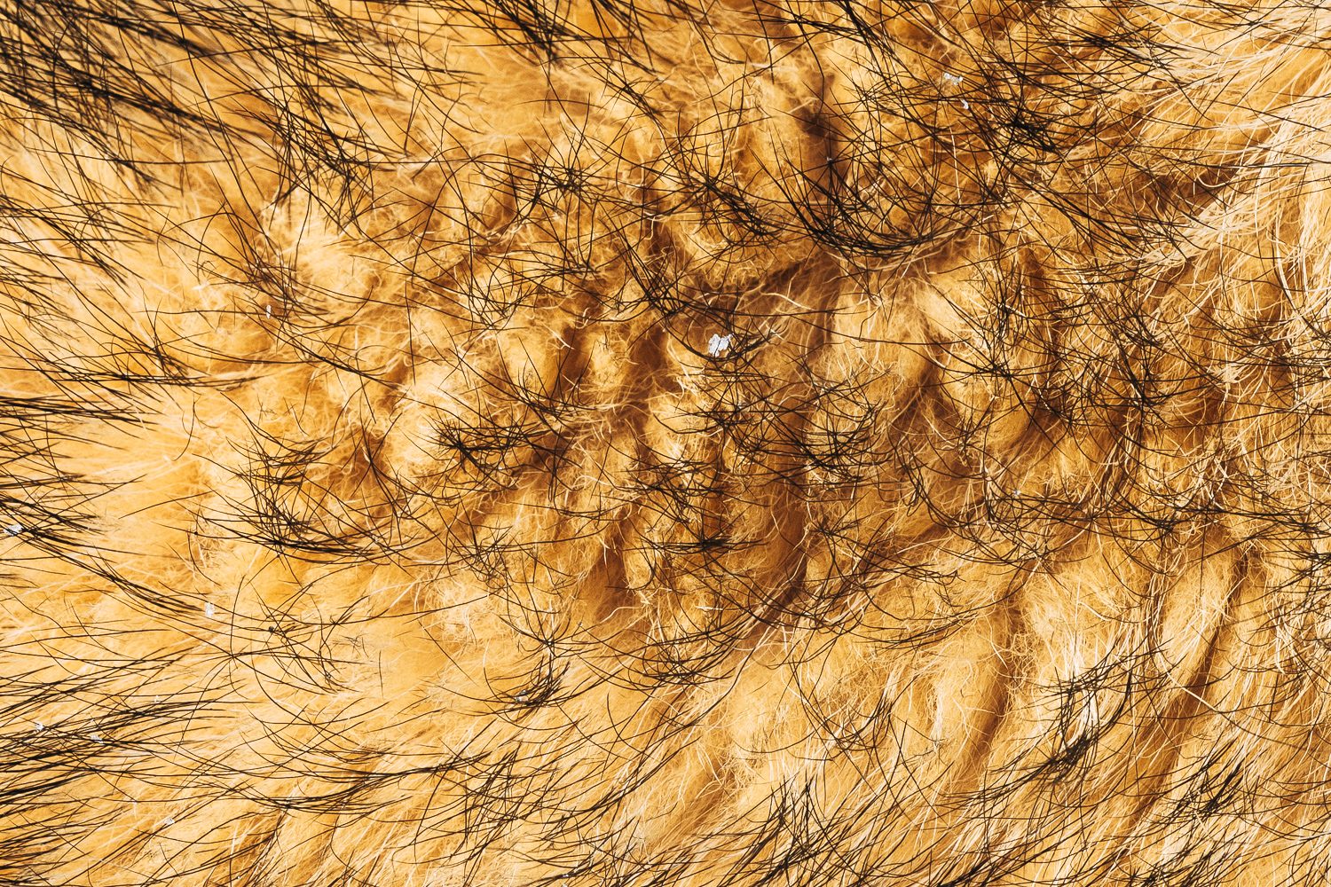 Close-up of a husky's thick, golden coat