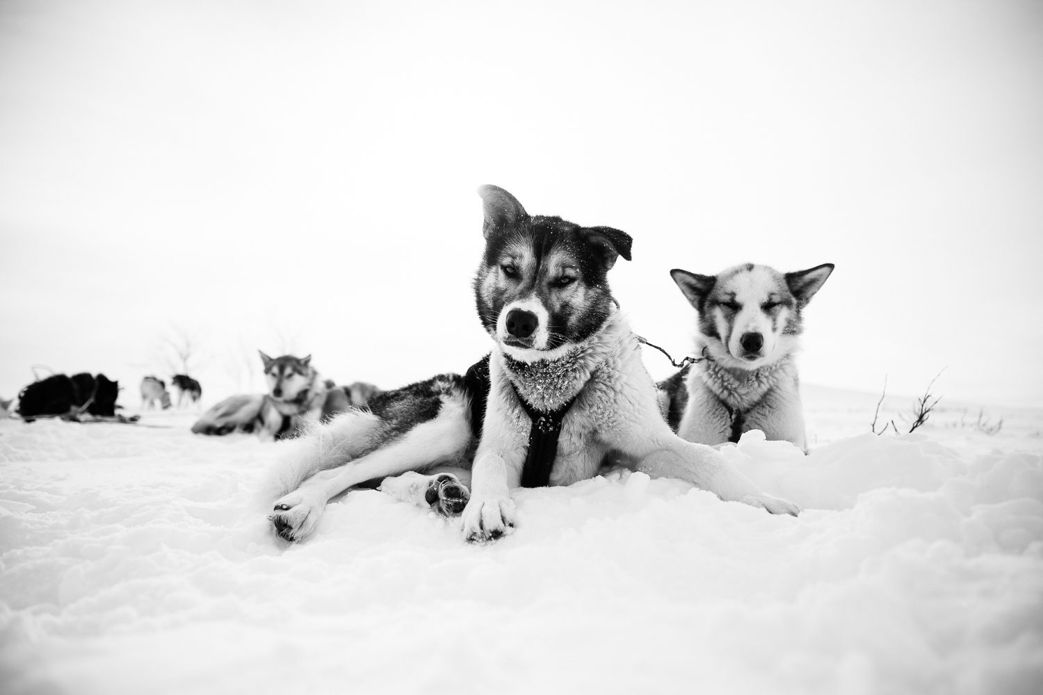 Two huskies in harness resting in the snow on the plateau, black and white