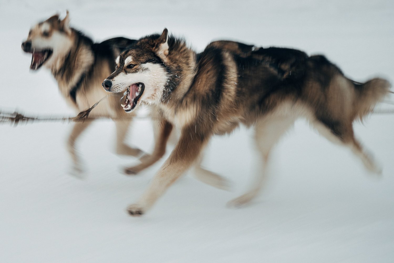 Two huskies running side by side in harness through the snow