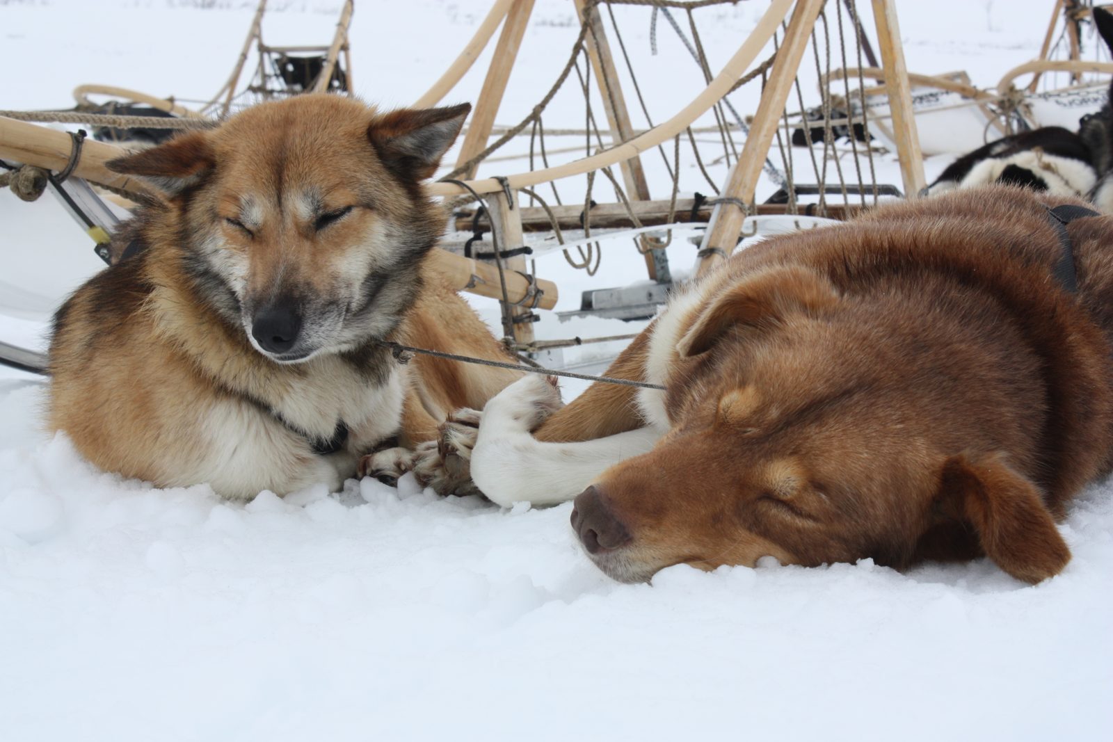 Two red-brown huskies asleep in the snow beside the sleds