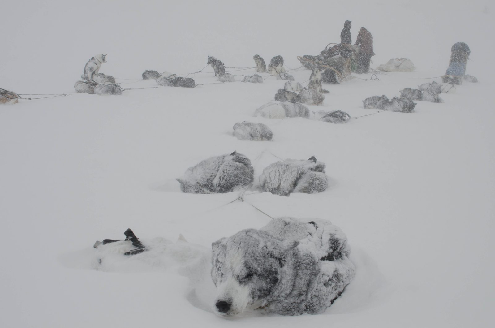 A team of huskies curled up in the snow on their lines during snowfall