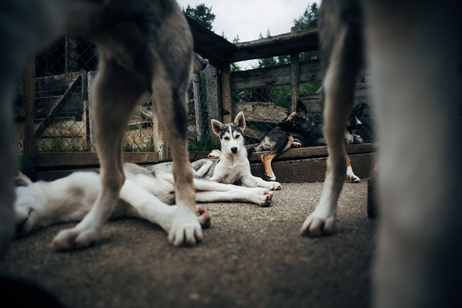 Huskies lying in the yard, seen low between the legs of another dog