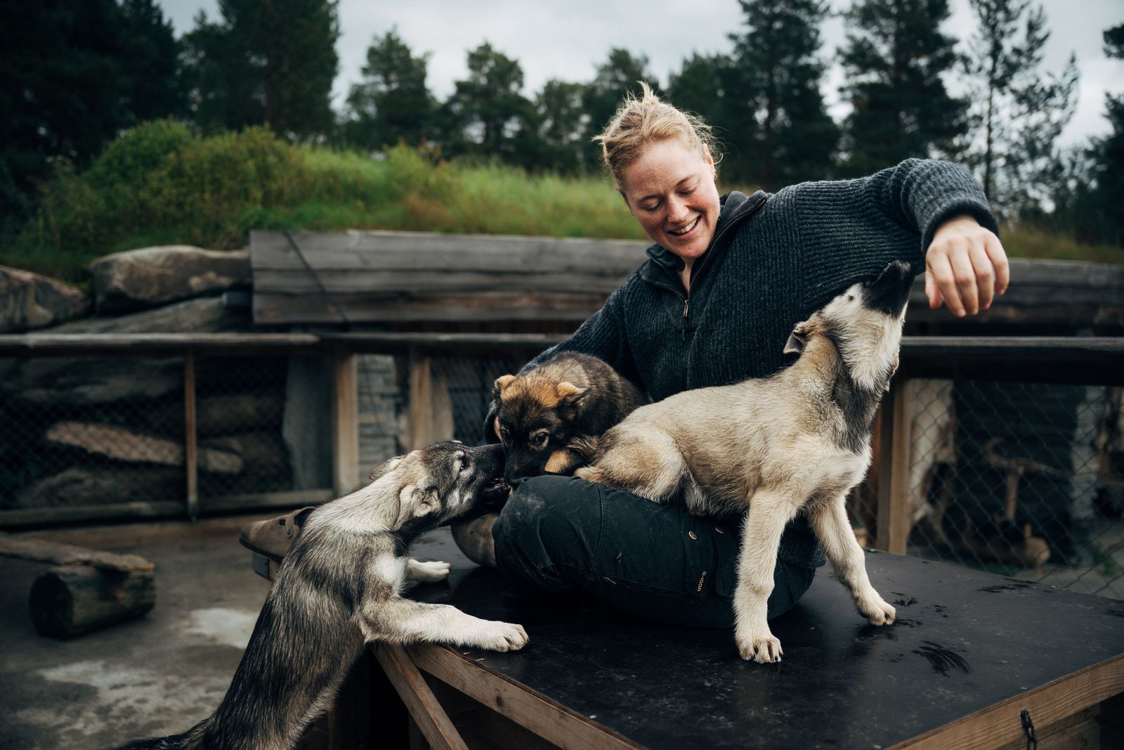 A woman laughing on a bench in the dog yard with three young huskies climbing over her