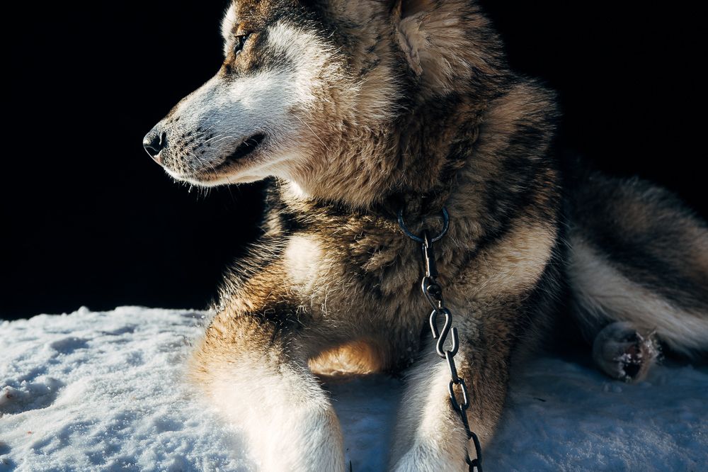 A husky in low winter sun on the roof of its house, looking to the side