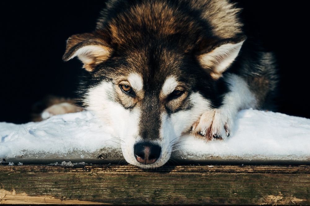 A husky resting its chin on the snowy edge of its house, looking at the camera