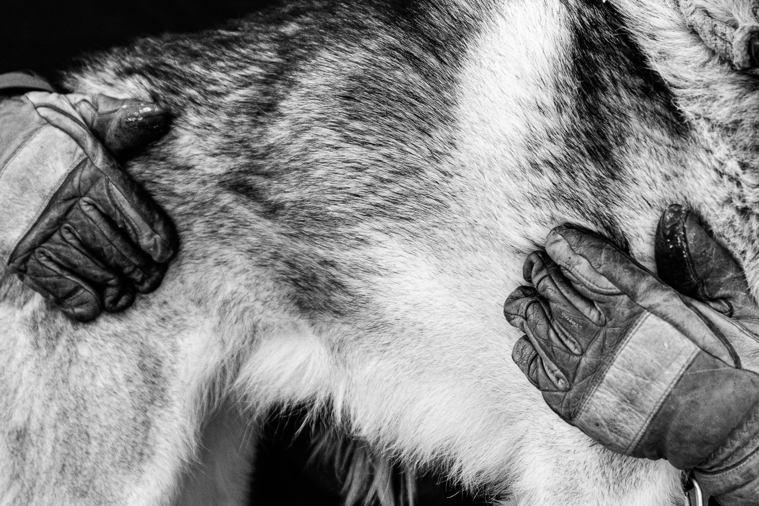 Gloved hands buried in the thick fur of a husky, black and white