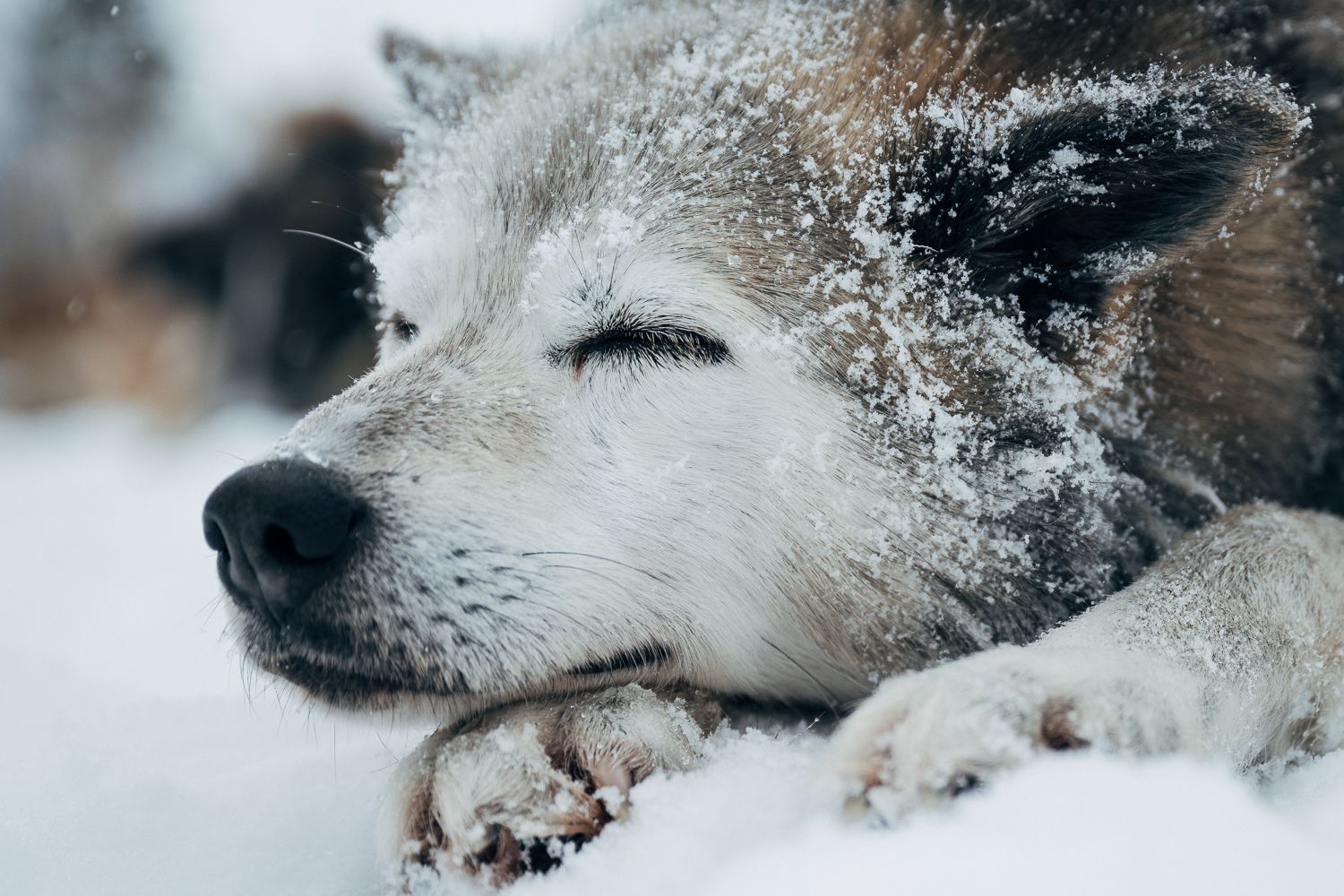 A husky asleep in the snow, its muzzle and lashes dusted with frost