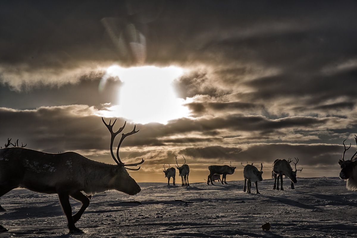 Reindeer herder experience-7698