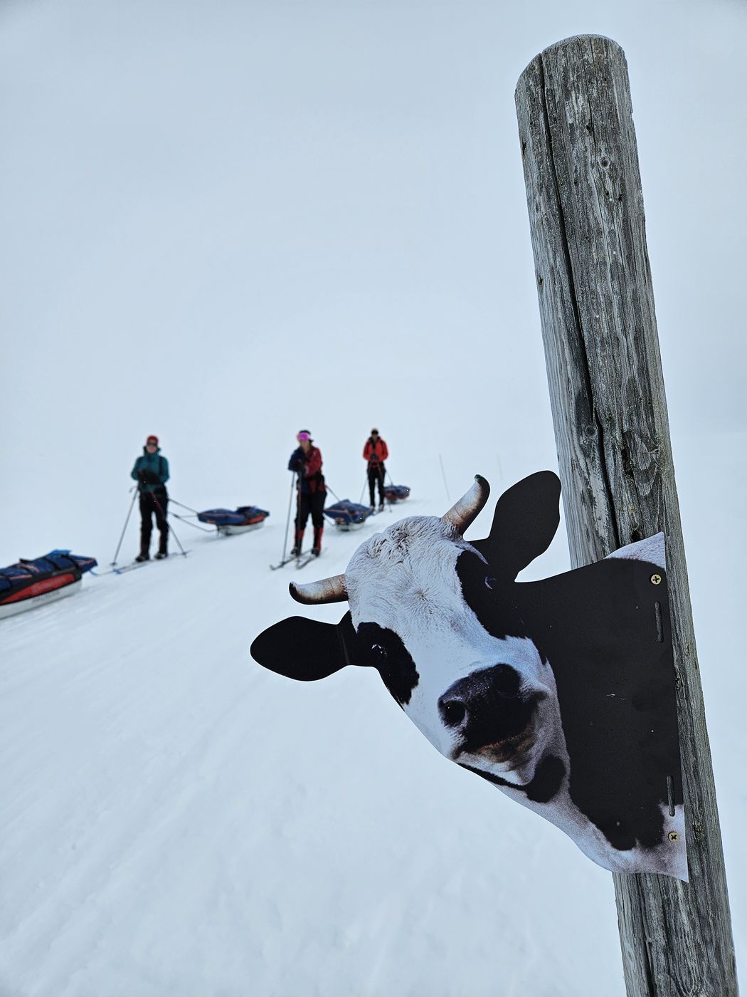 Cow on the trail, unexpected fun. Turgleder