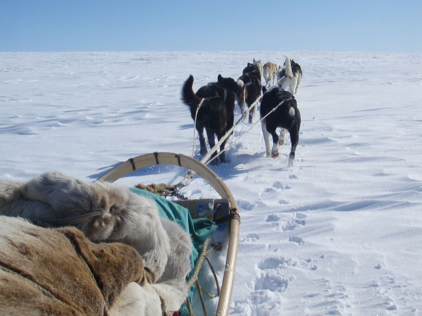 A dog team on the Finnmark plateau