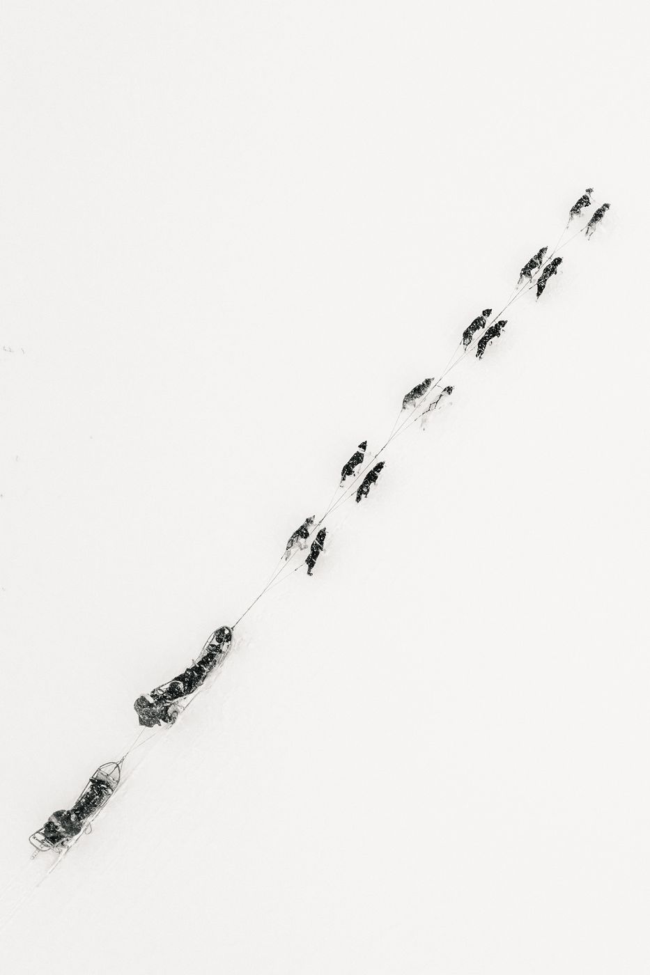 A dog team on the Finnmark plateau