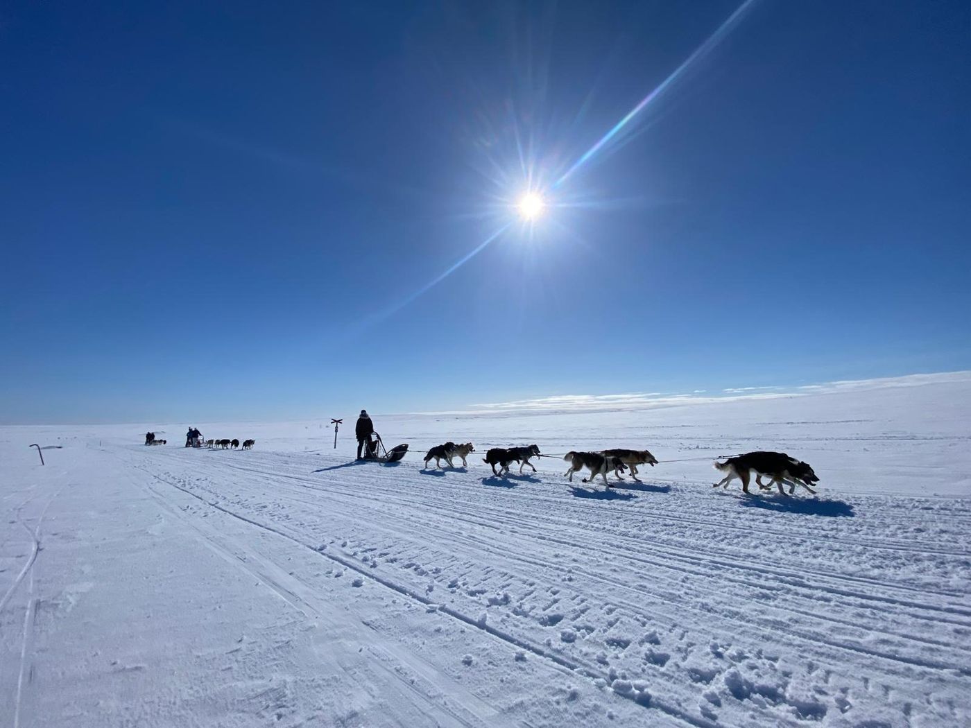 A dog team on the Finnmark plateau