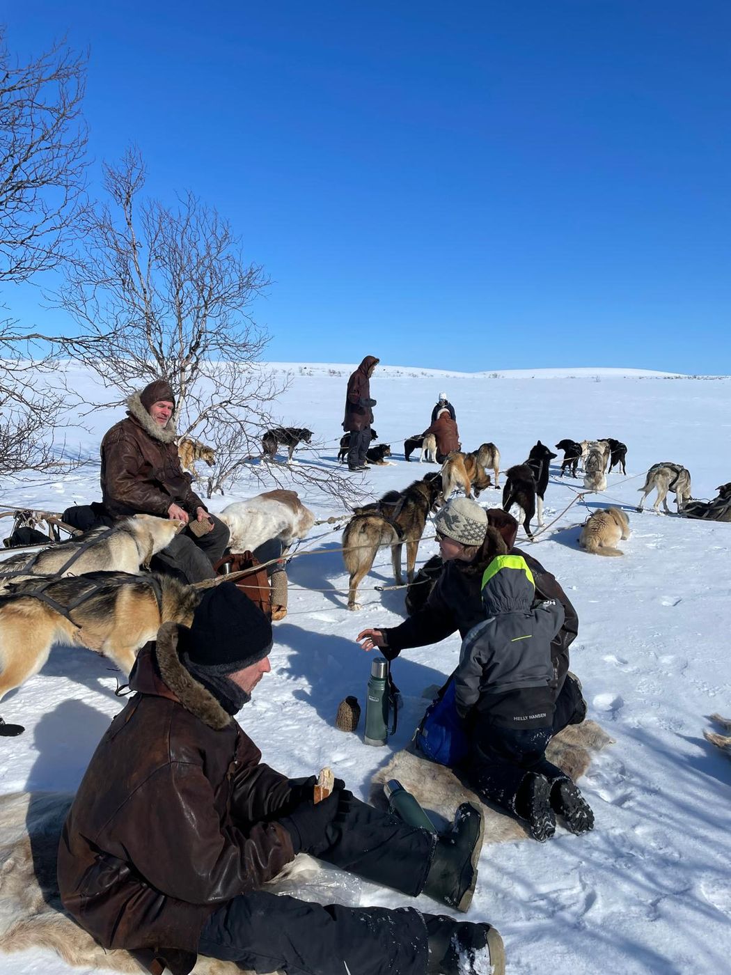 A dog team on the Finnmark plateau