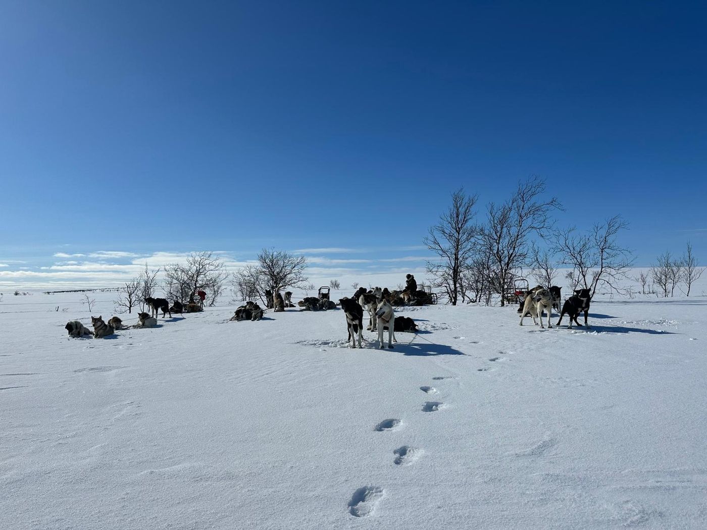 A dog team on the Finnmark plateau