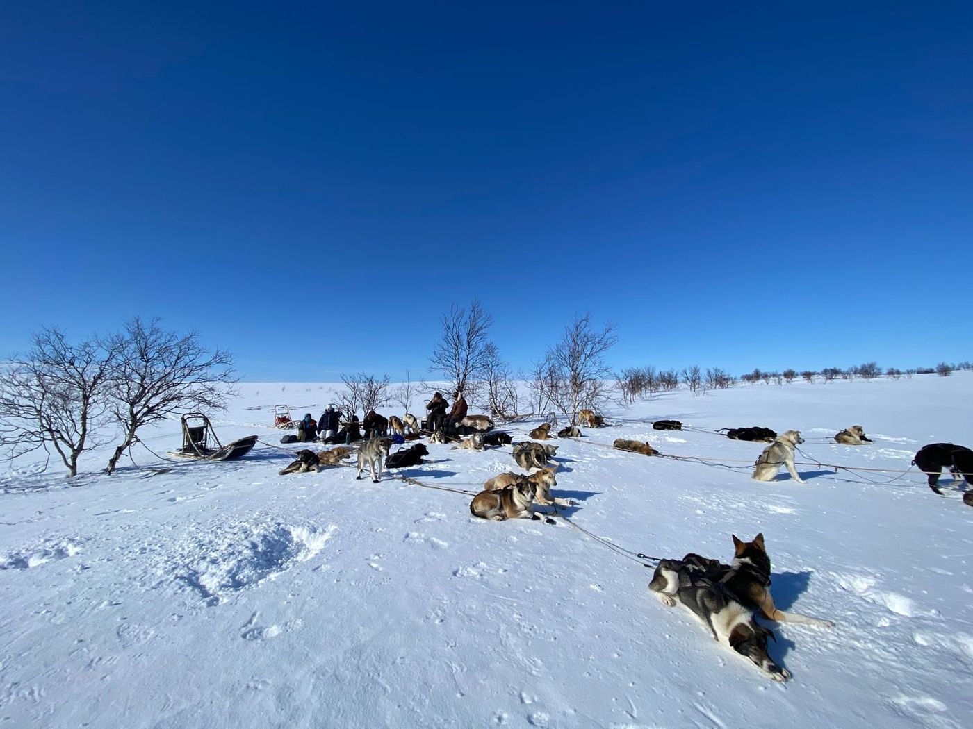 A dog team on the Finnmark plateau