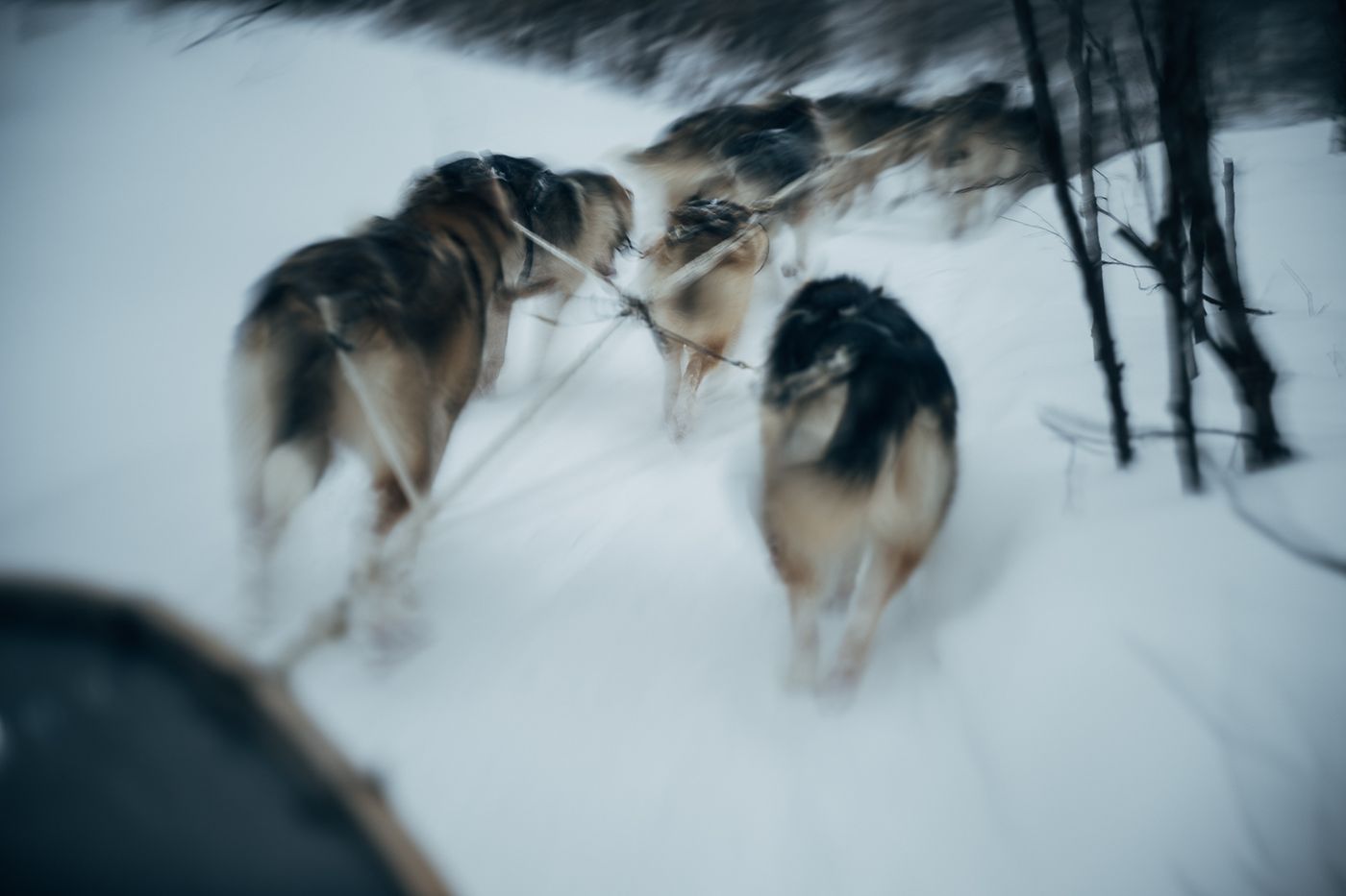 A dog team on the Finnmark plateau