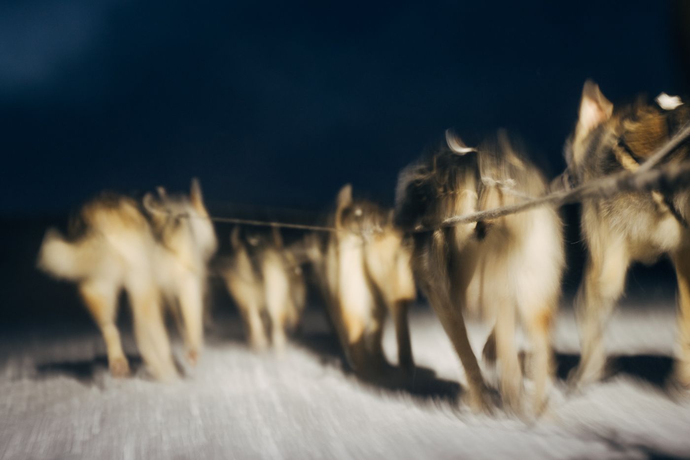 A dog team on the Finnmark plateau