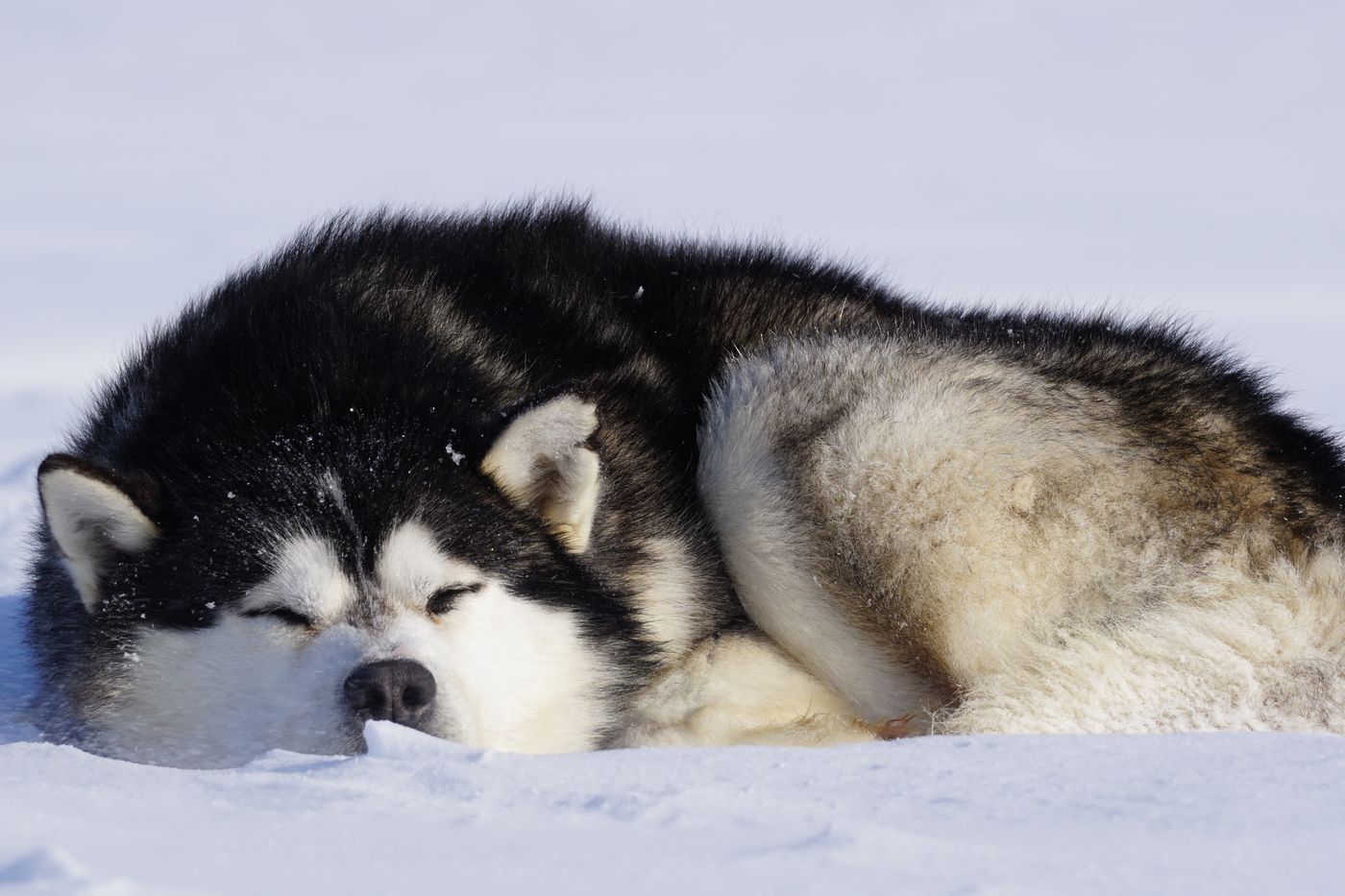 Bilbo the dog, great companion and fellow traveller, polar bear guide