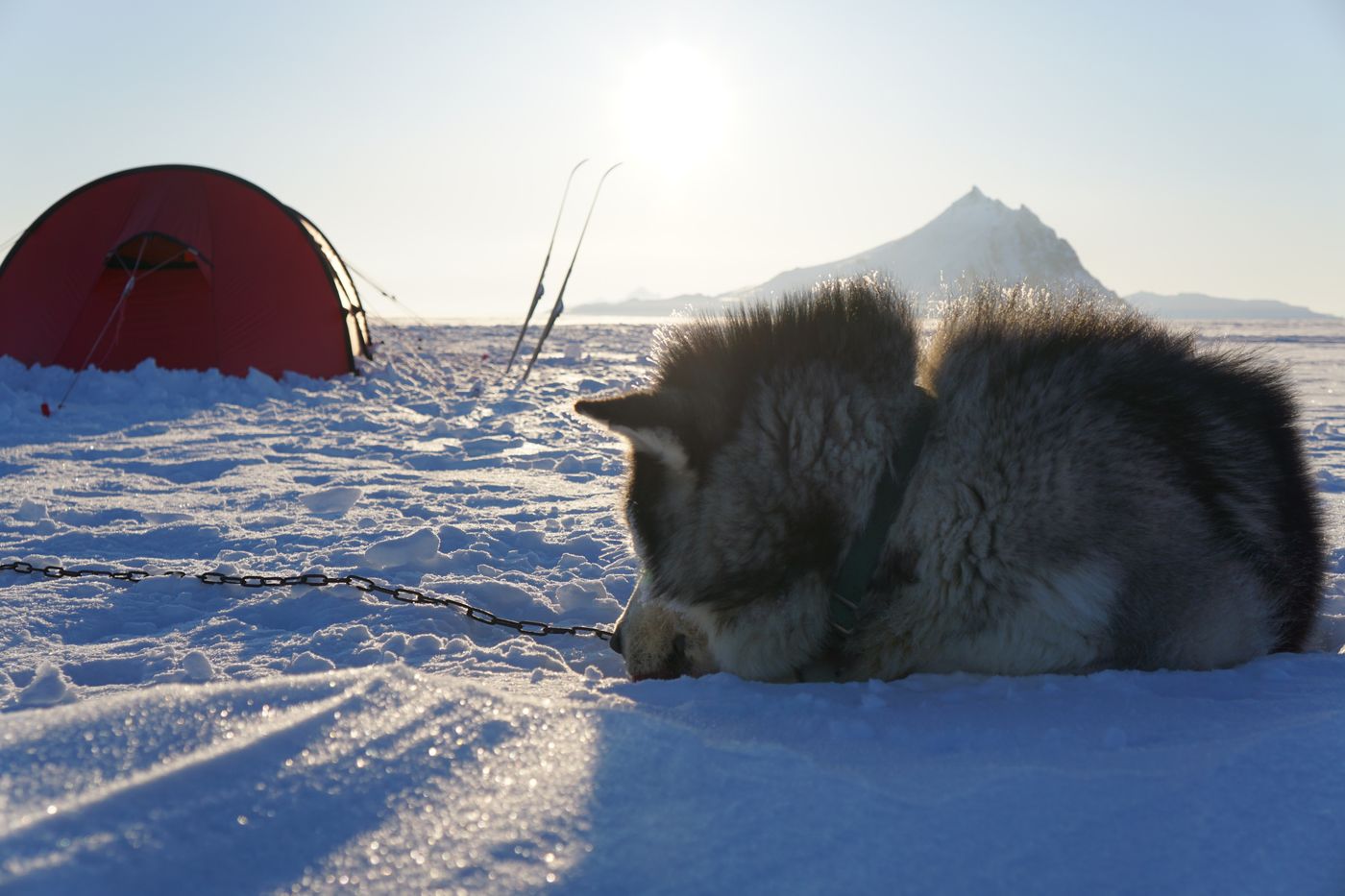 Resting Bilbo in camp