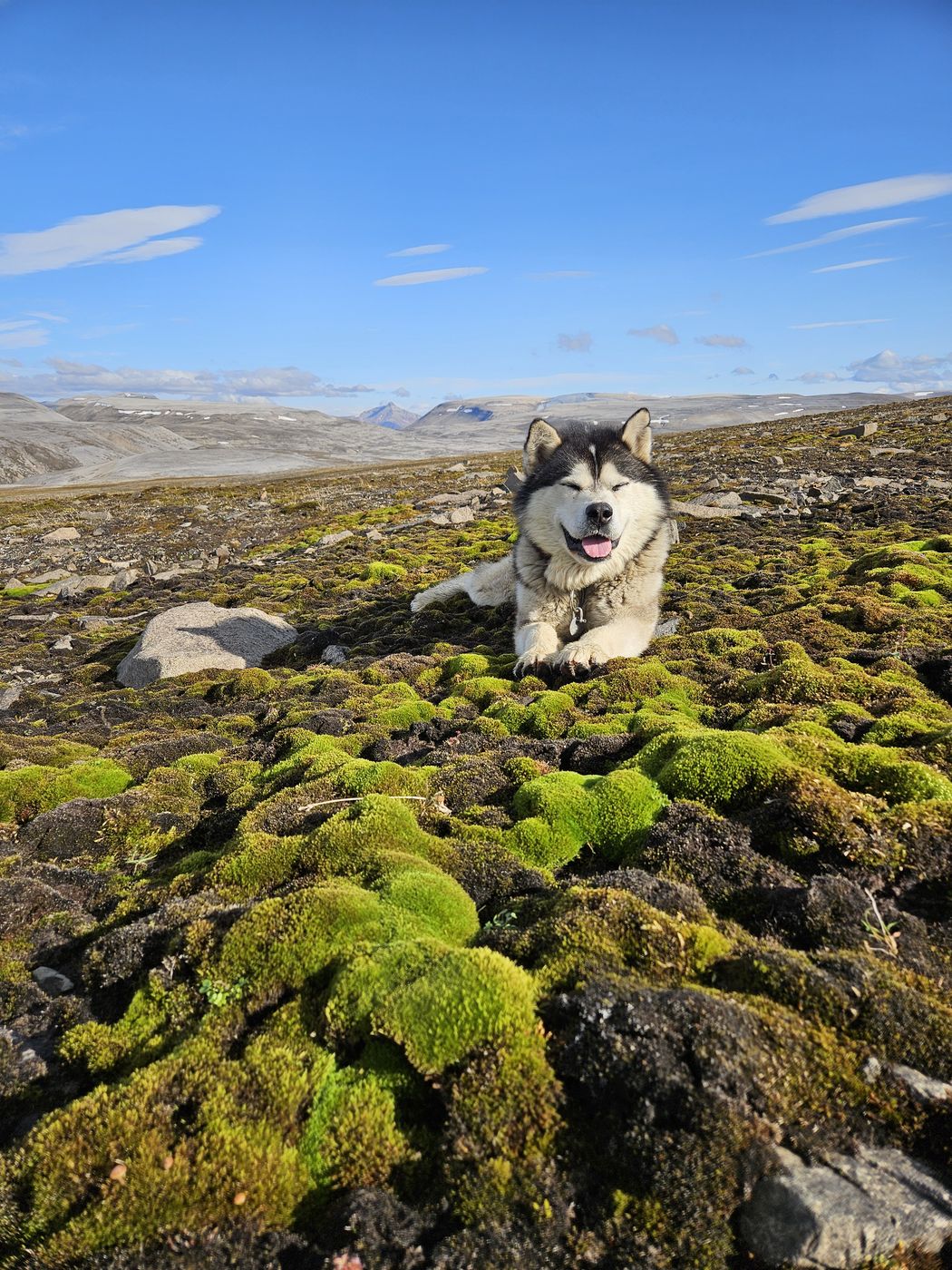 Happy Bilbo on soft moss