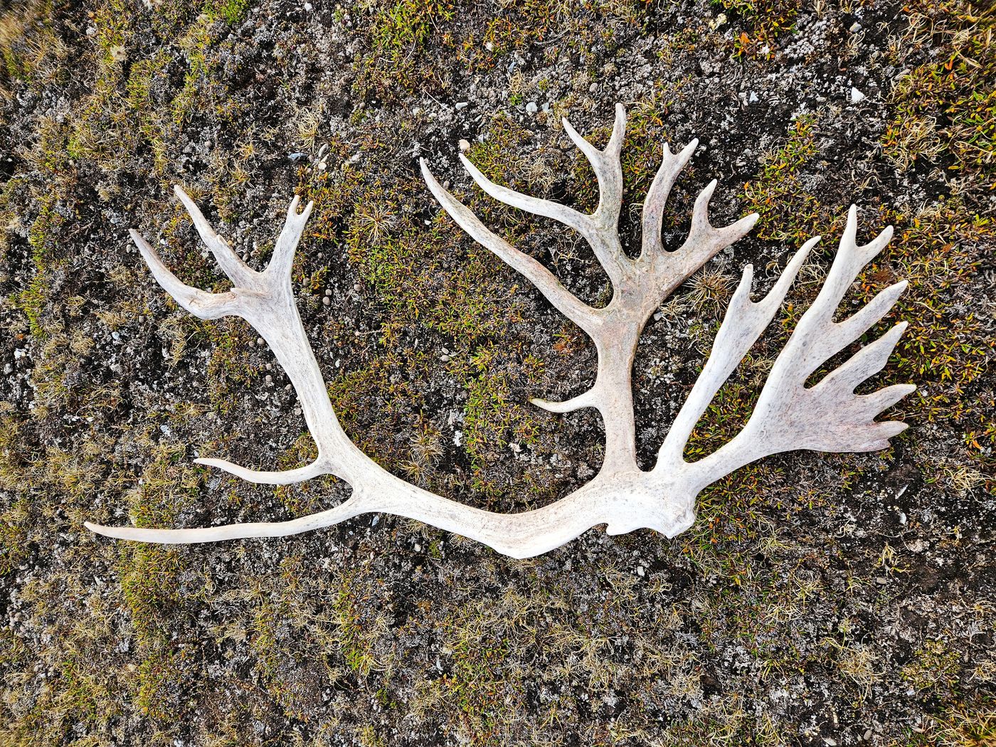One of many reindeer antlers scatered around Dickson Land