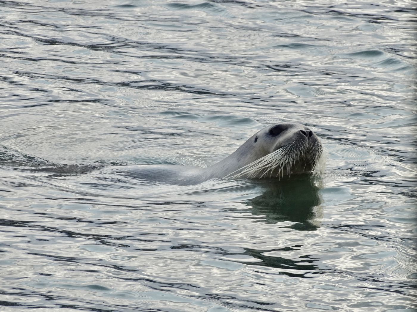 Bearded seal curiously following the boat in Billefjorden