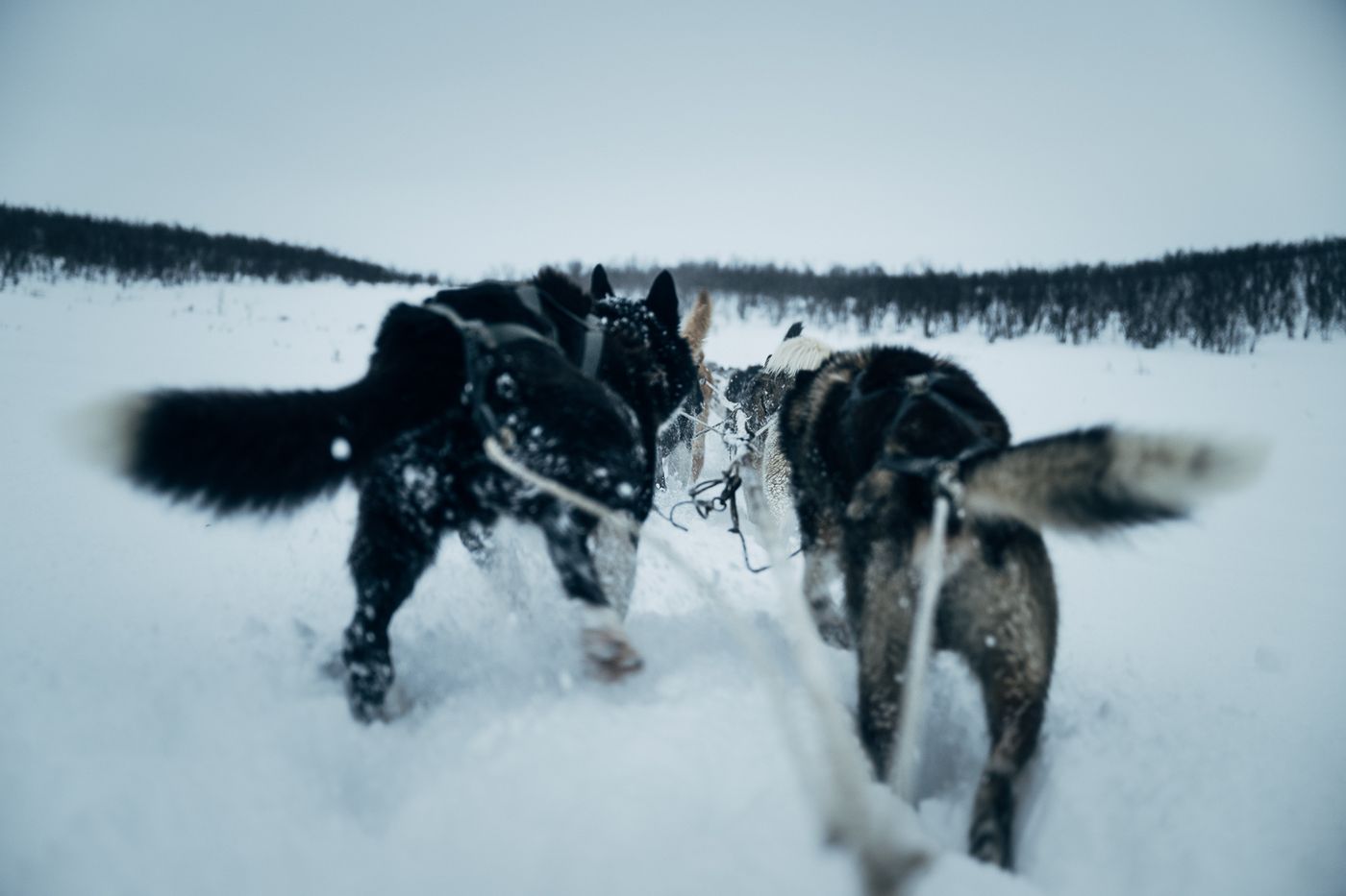 A sled dog at Engholm