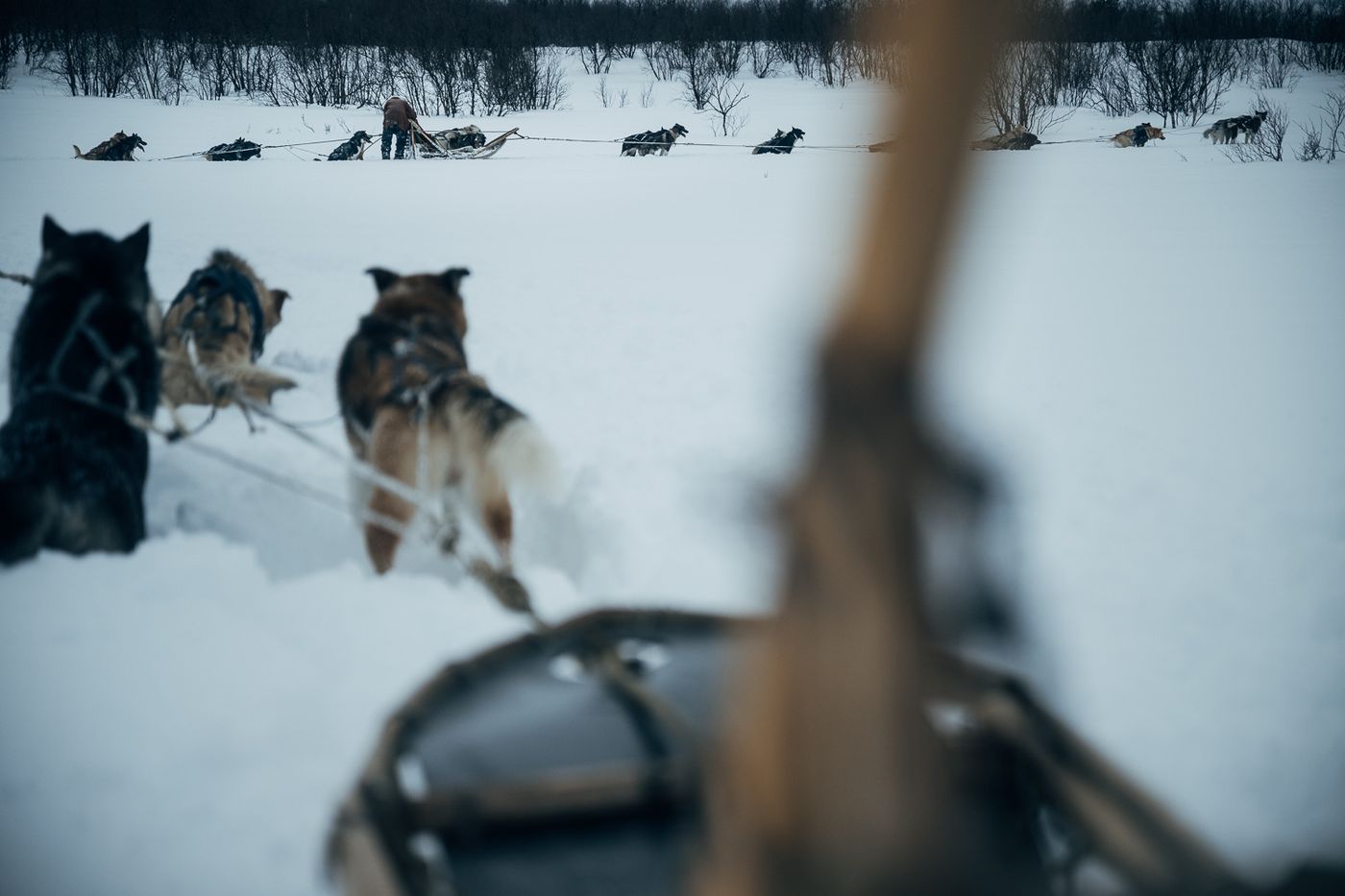 A sled dog at Engholm