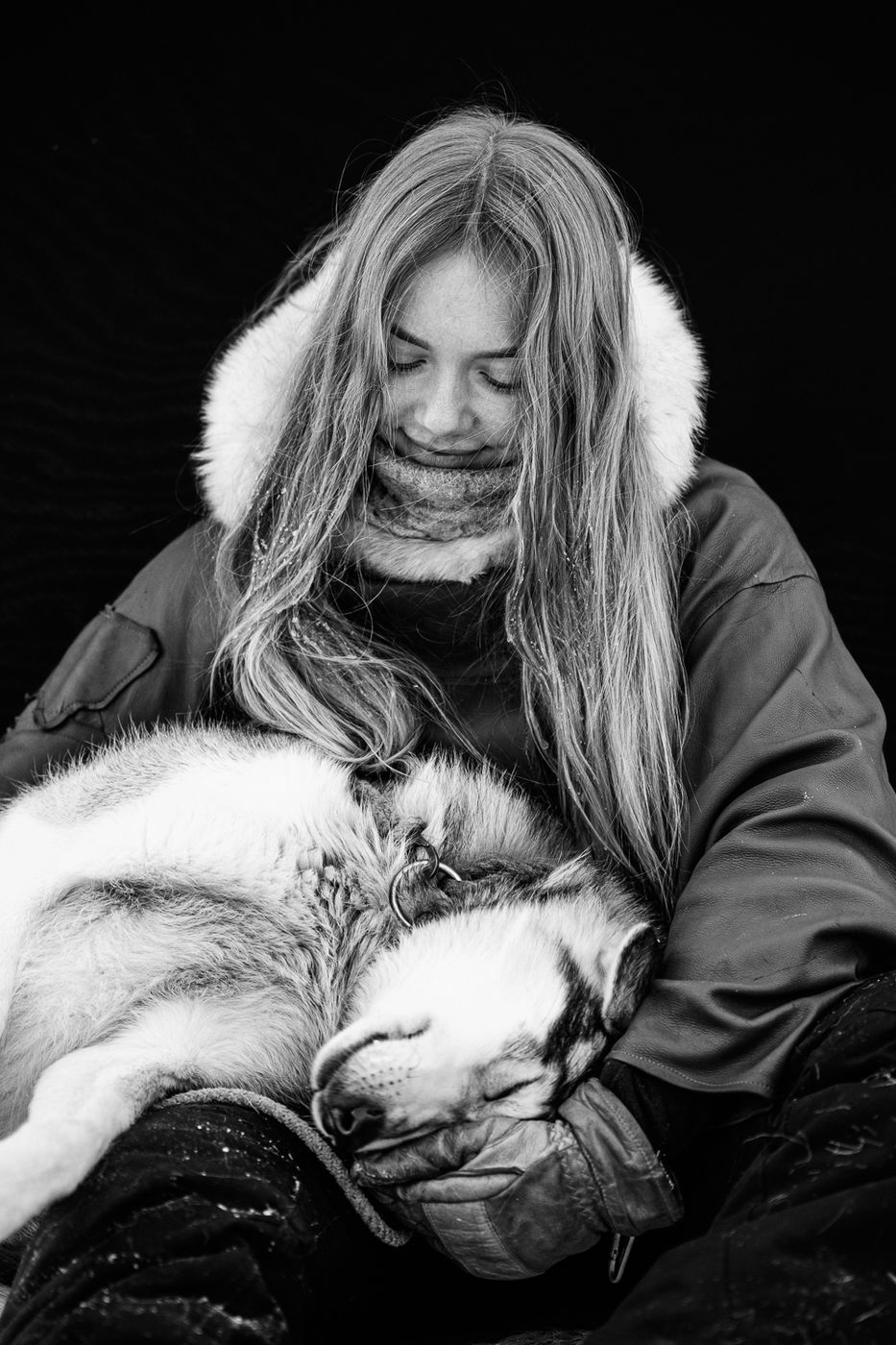 A sled dog at Engholm