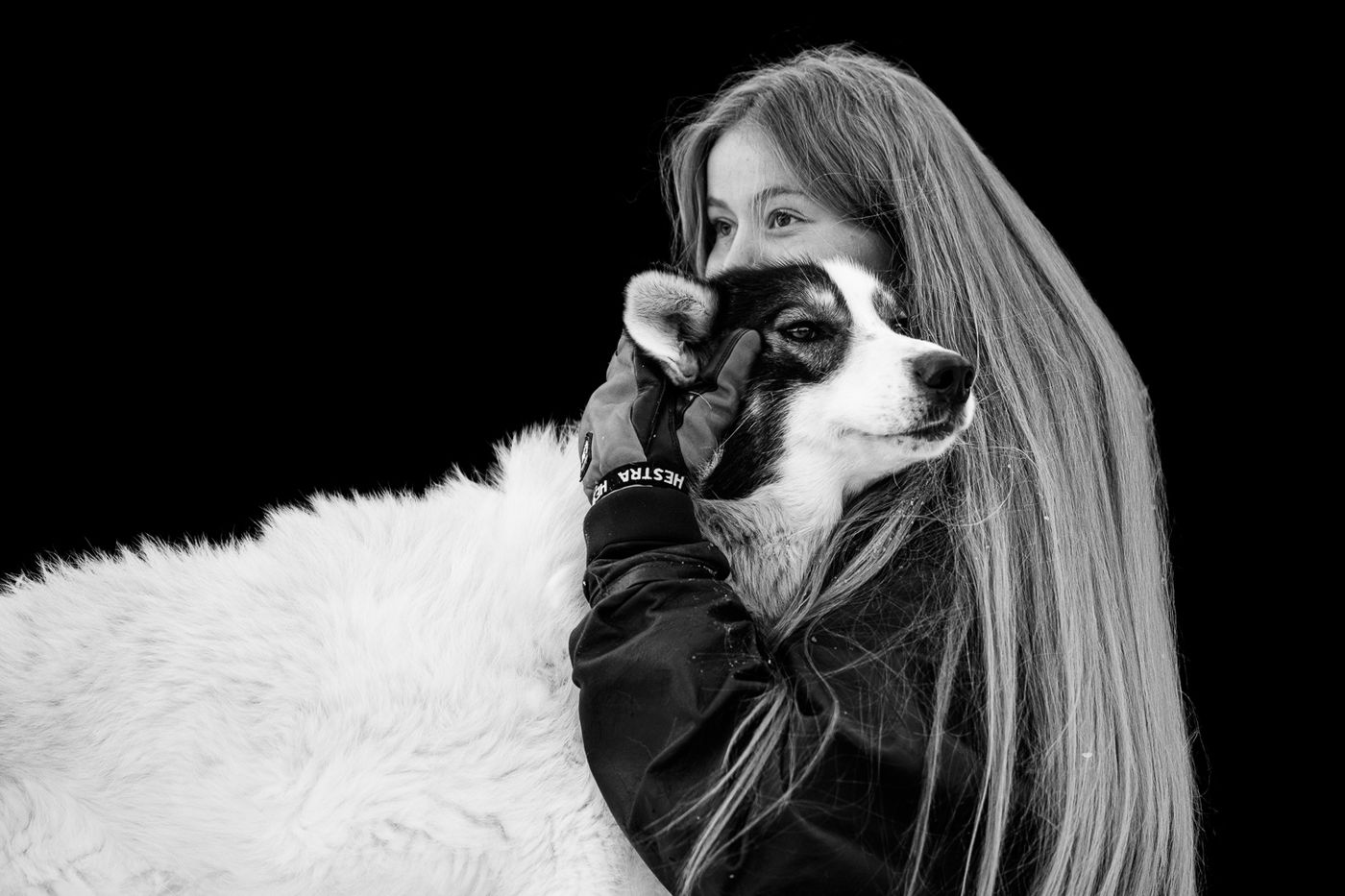 A sled dog at Engholm