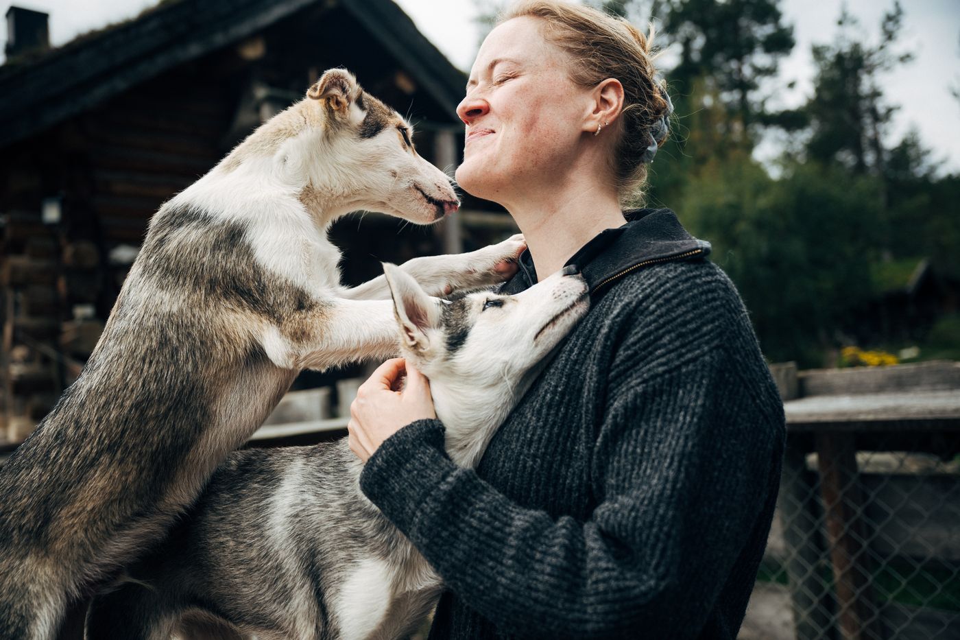 A sled dog at Engholm