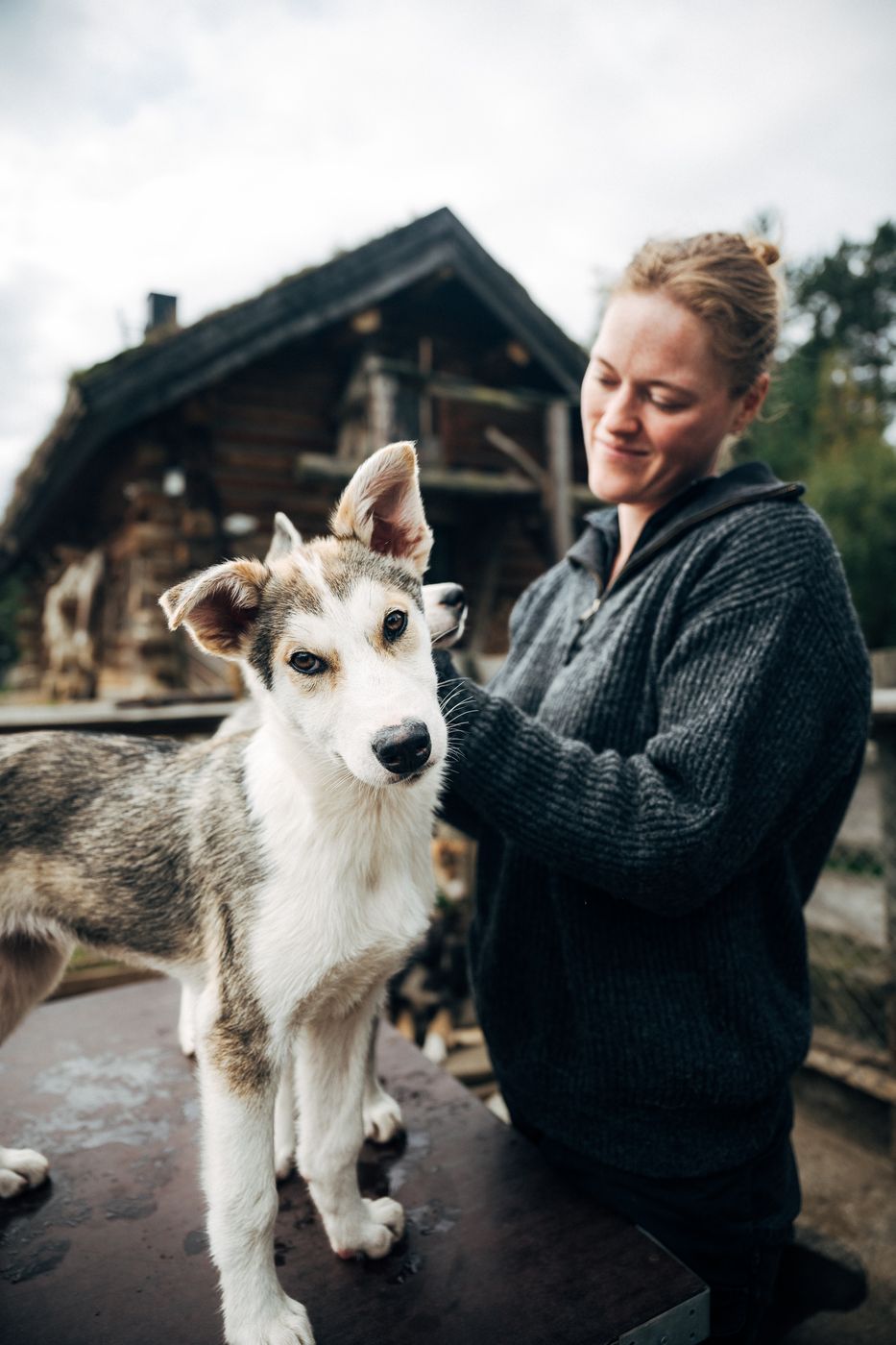 A sled dog at Engholm