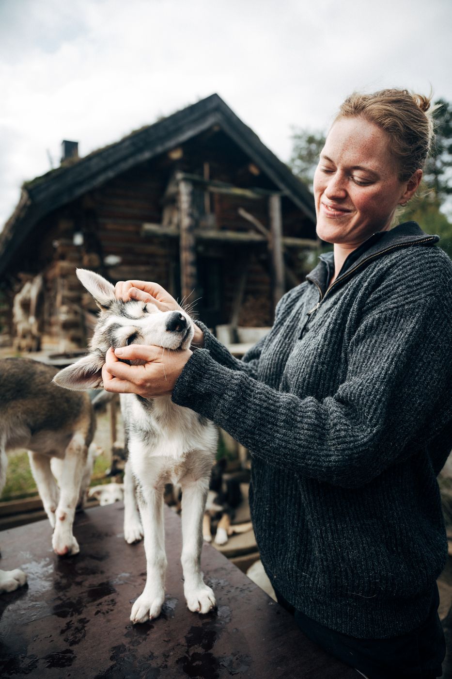 A sled dog at Engholm