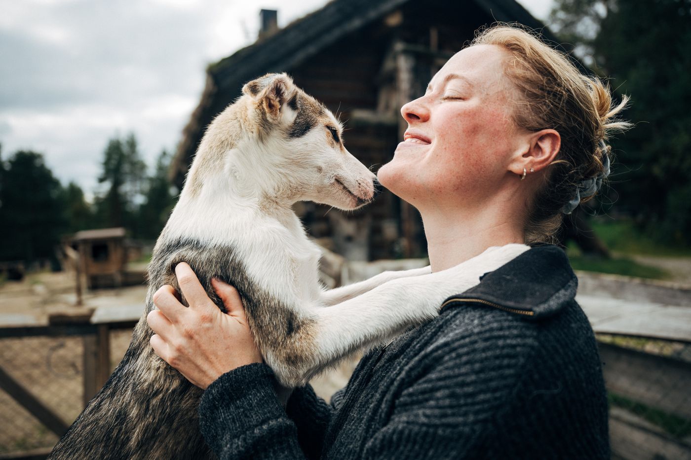 A sled dog at Engholm