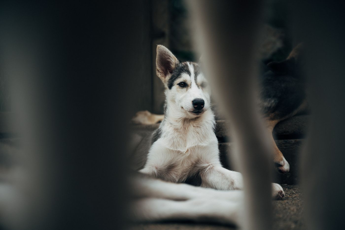 A sled dog at Engholm