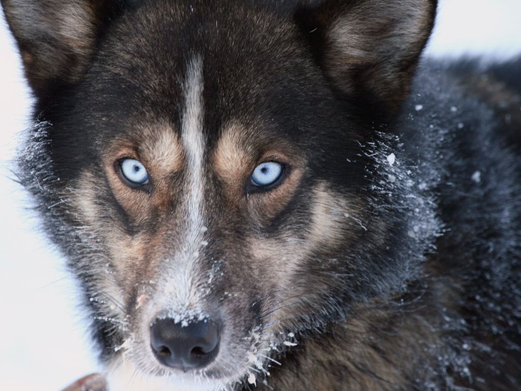 A sled dog at Engholm
