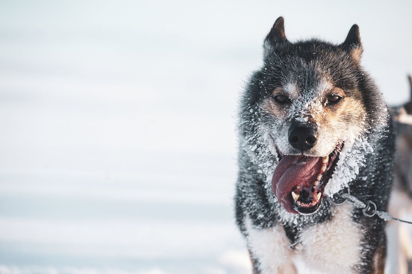 EngholmHusky-Dog