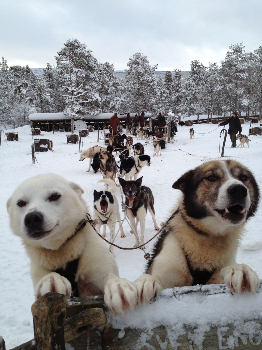 A sled dog at Engholm