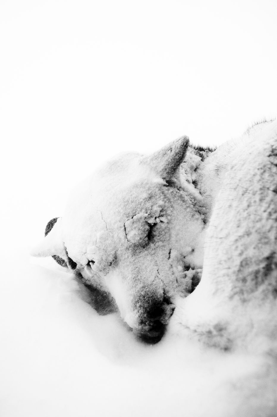 A sled dog at Engholm