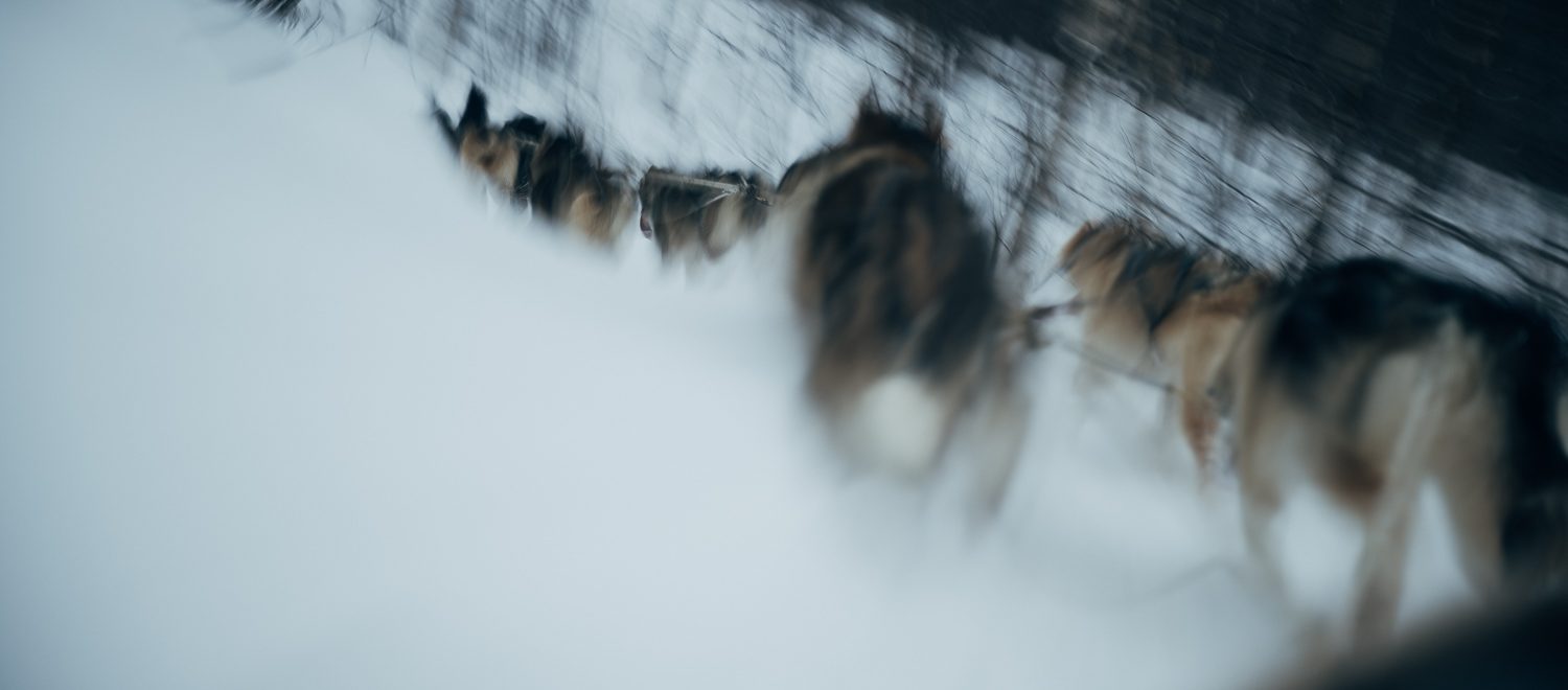 A dog team running past at speed, the trees behind them drawn out into streaks