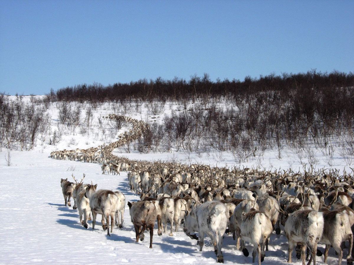 The winter herd