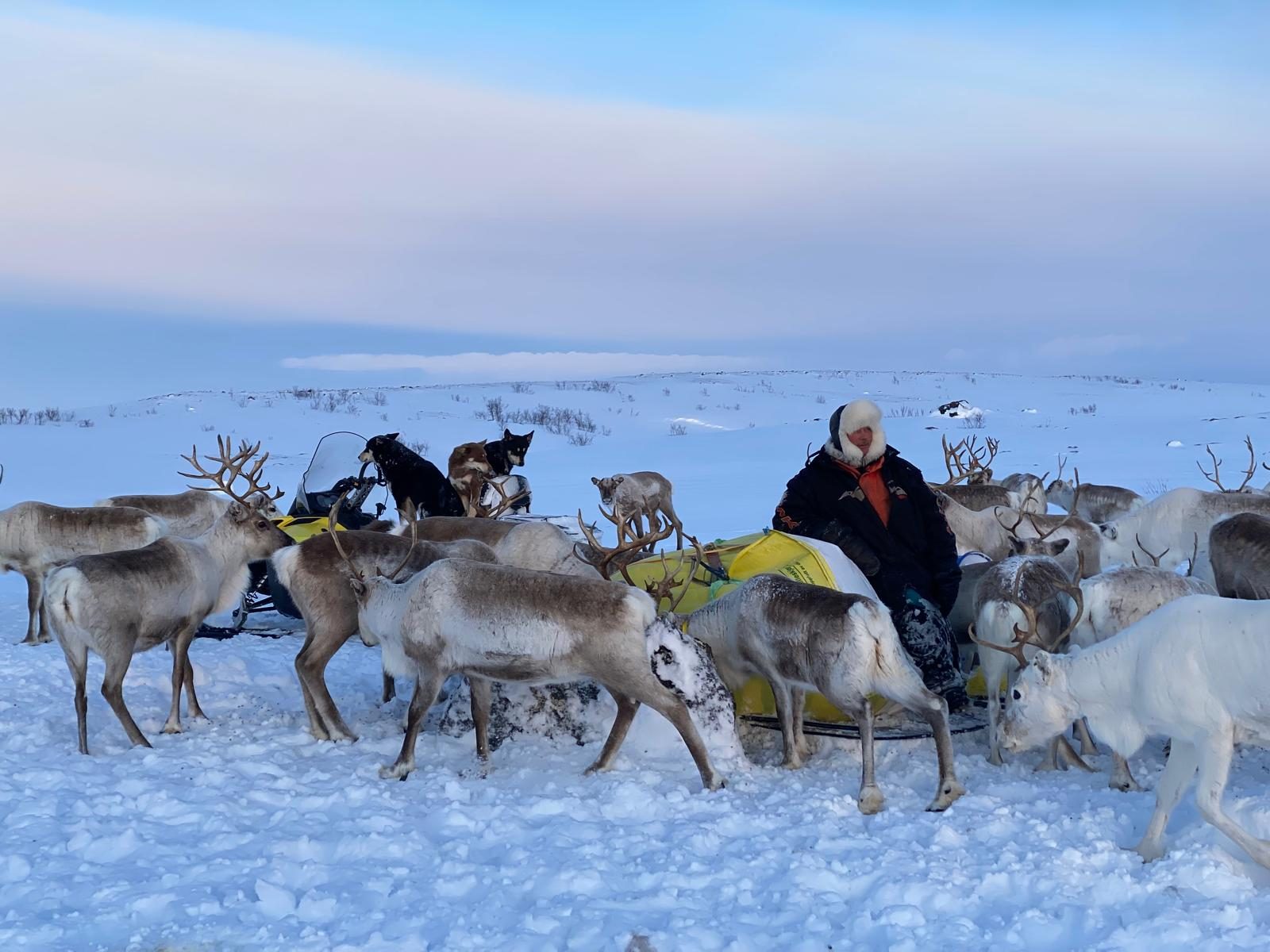 A day with the reindeer herders