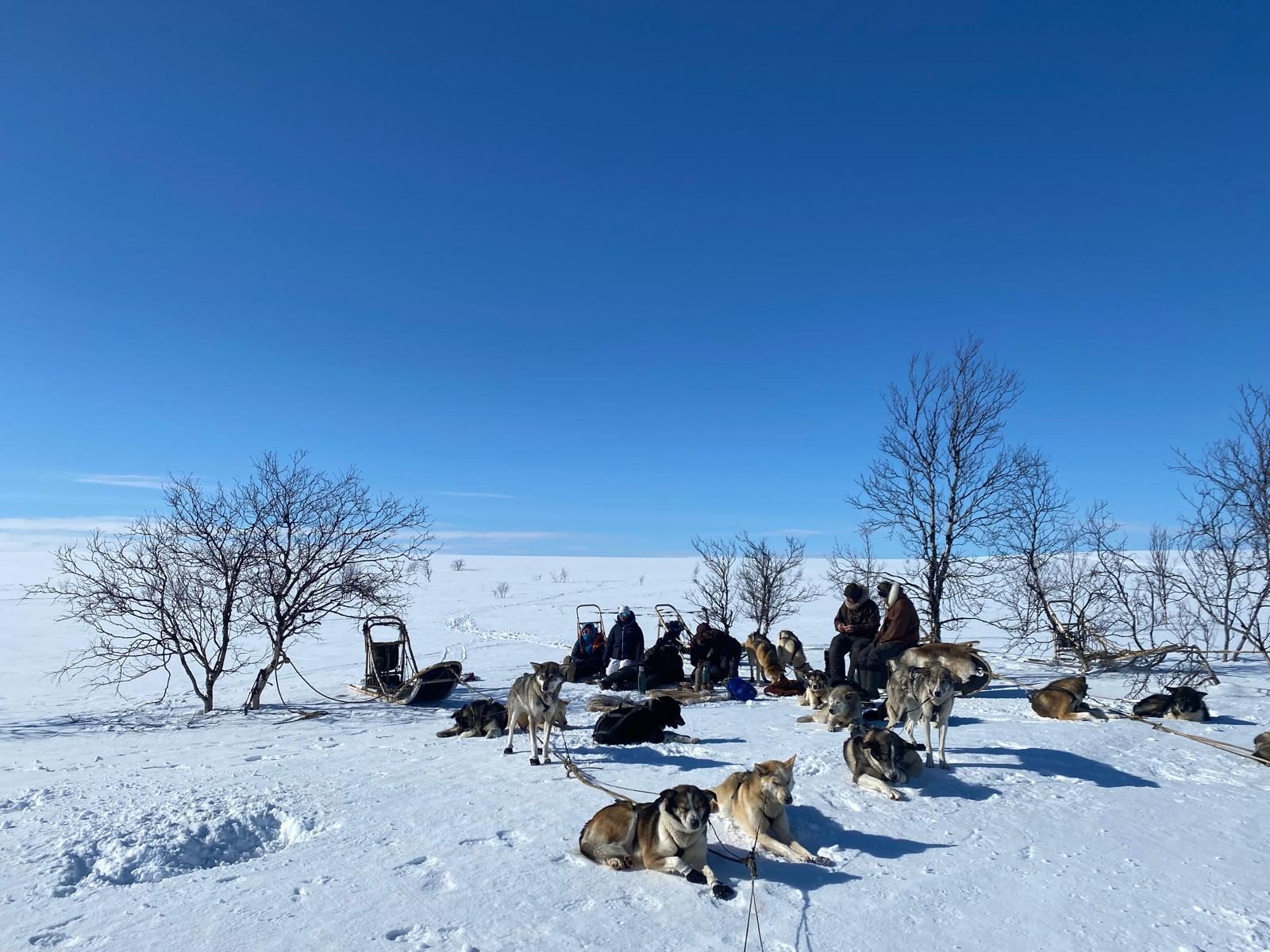 The dogs rest
