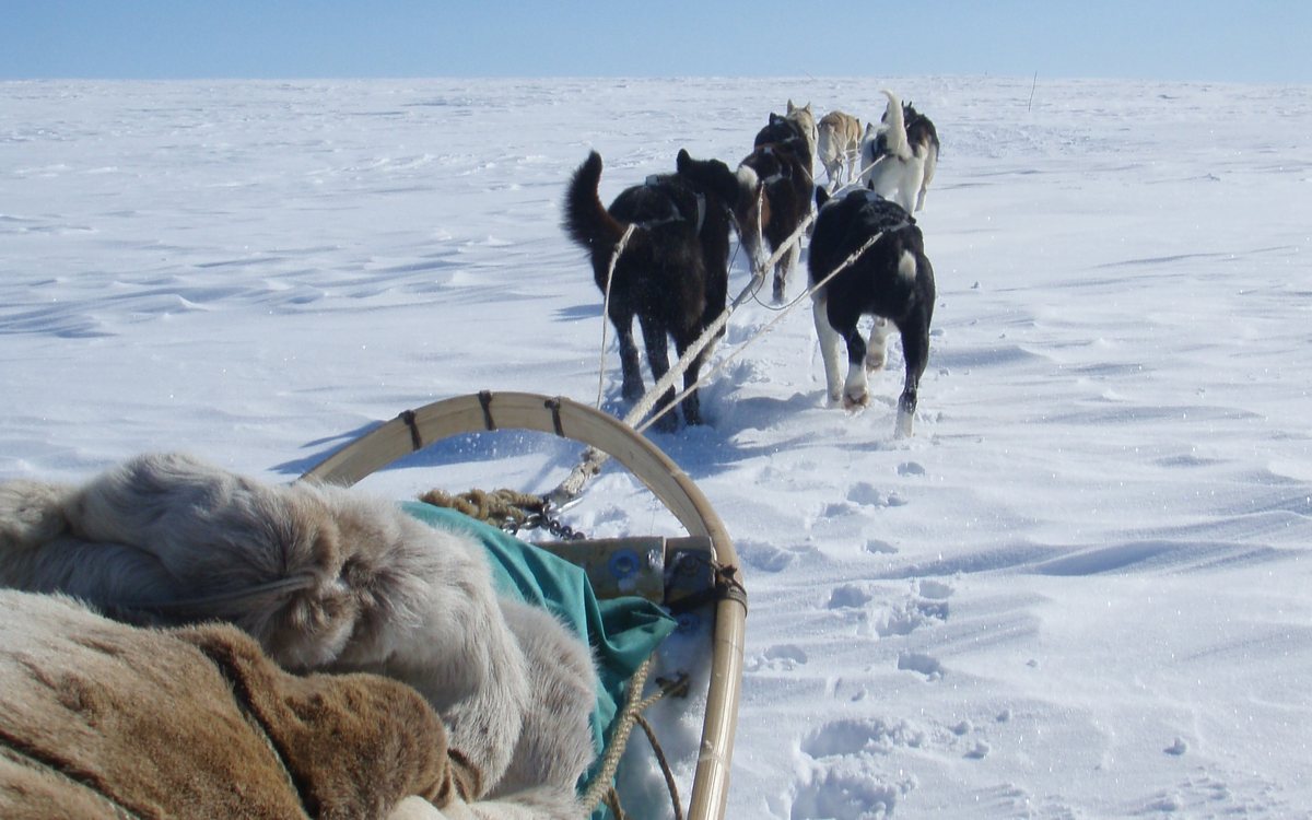 Dog Sled Ride — With the dogs, at speed