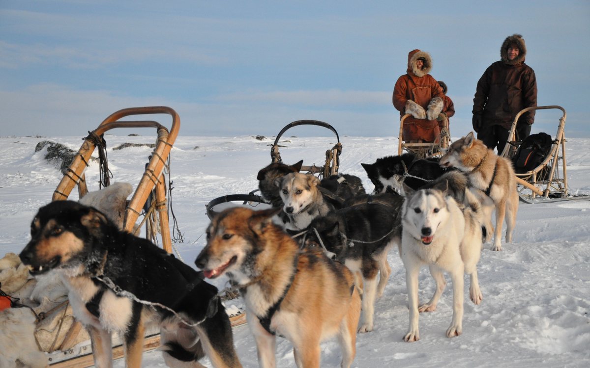 Dog Sledding Day Trip — Your own team for a day