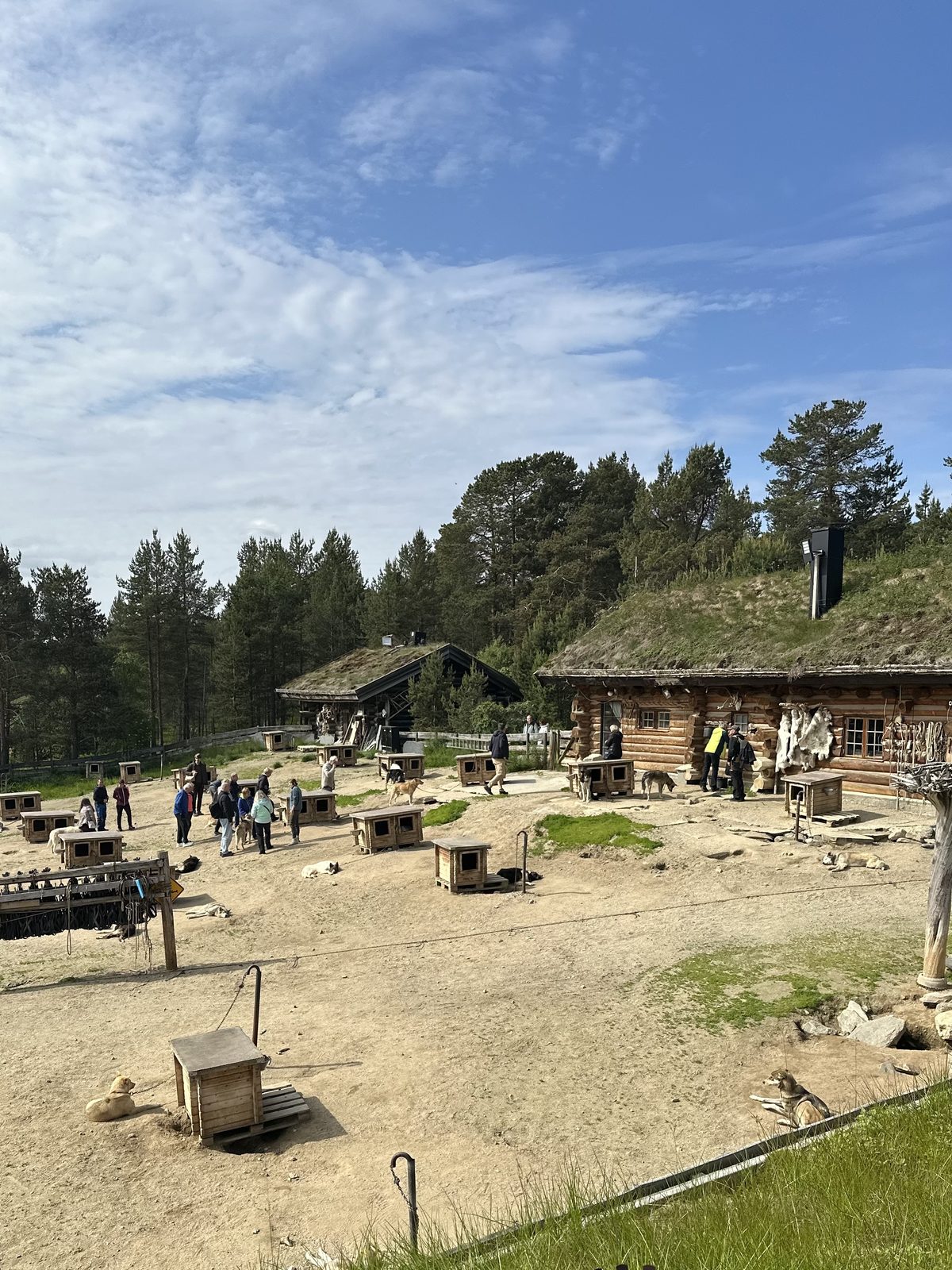The dog yard