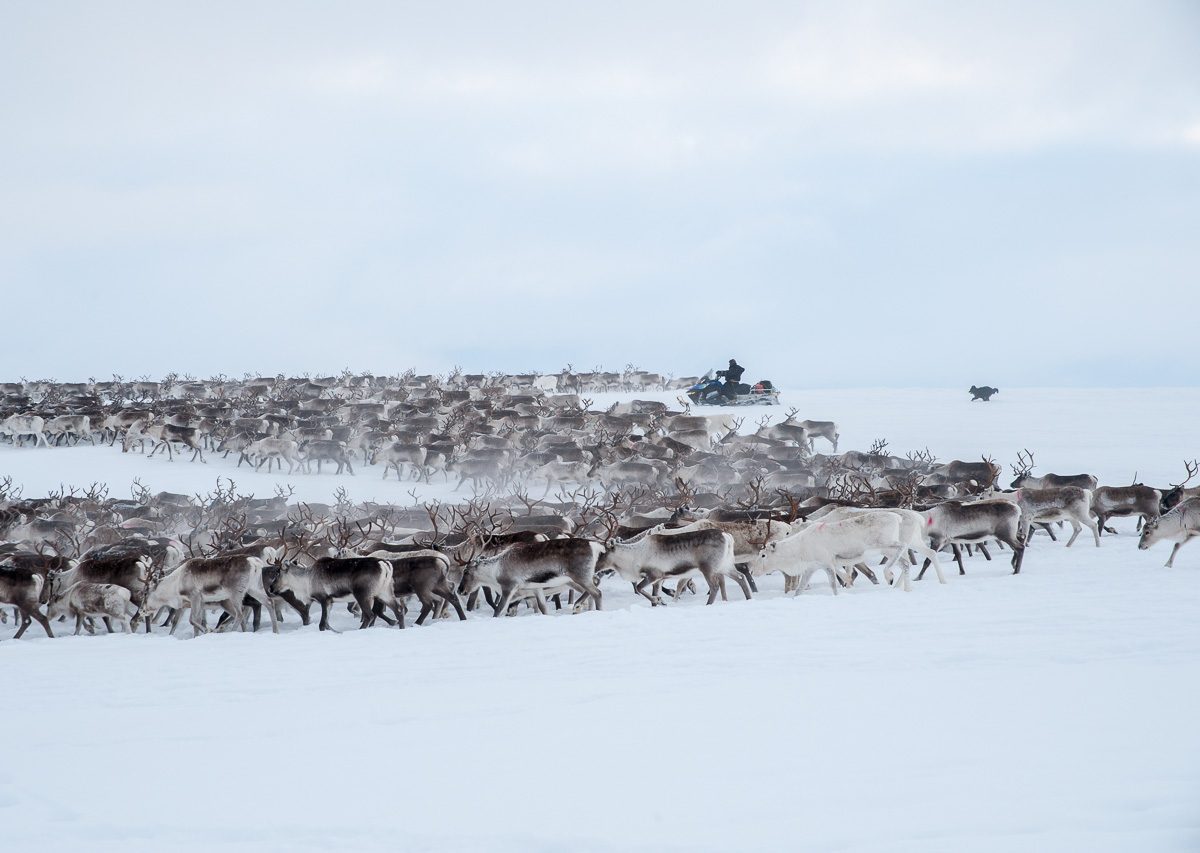 With the reindeer herders