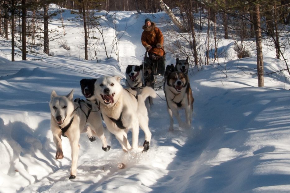 A day with the dogs