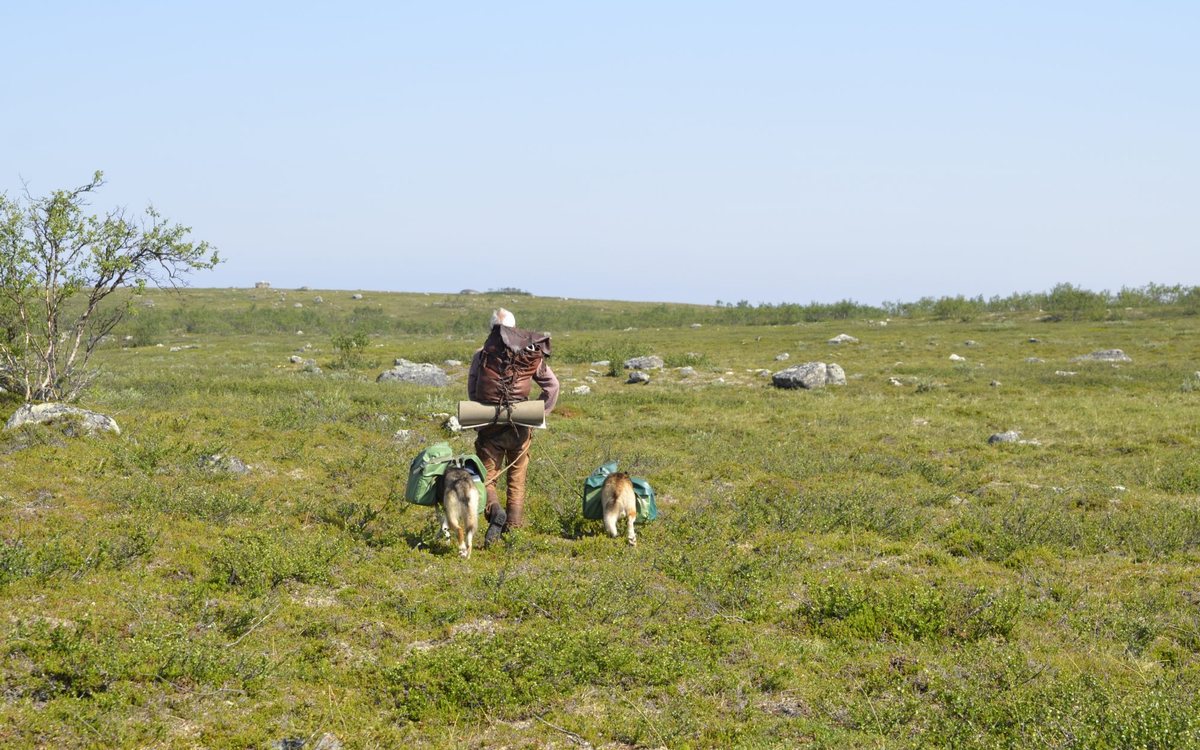 Wilderness Safari with Pack Dogs — Every dog carries its share